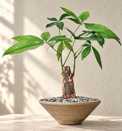 Pachira Aquatica (Handmade Planter Included) #Q15  ‘Local LA Seller’