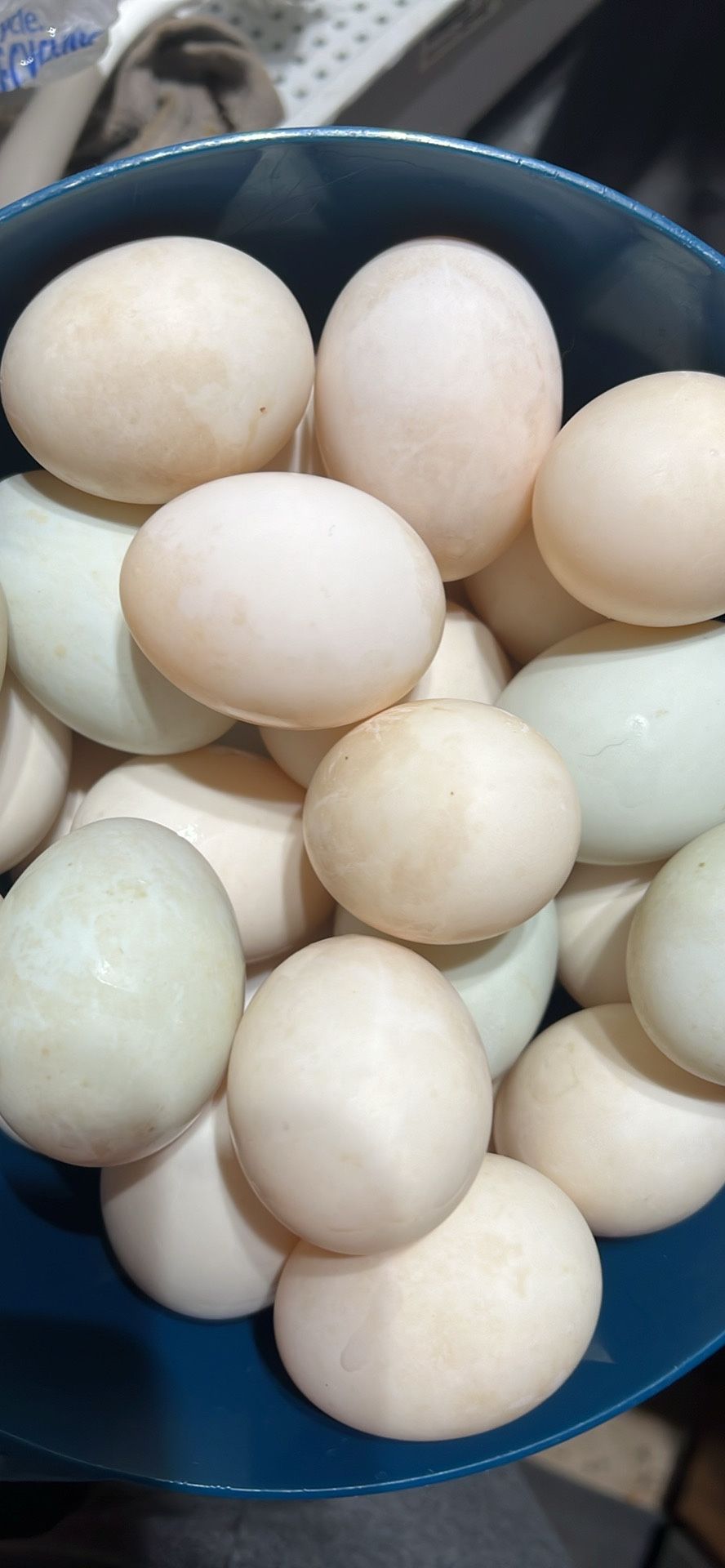 Farm Fresh DUCK Eggs 
