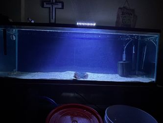 Flowerhorn tank decoration