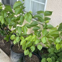 Mulberry Pakistani trees already bearing fruit 4 left