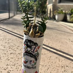 Succulent Arrangements 