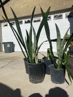 Sword Of Angel Plant