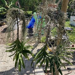 2 Large Vanda Orchids