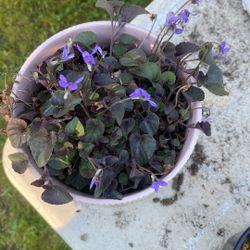 Kenilworth ivy also known as ivy-leaved toadflax In Glazed Pink Ceramic Pot With Drainage 