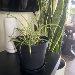 Spider Plant 