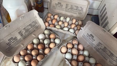 Huevos orgánicos