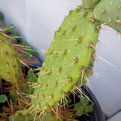 #2 FENCING CACTUS 