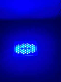 Radion XR15 Blue