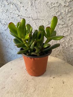 4 Inch Pot Succulent Plant - Crassula Ovata - Gollum ET's Fingers Jade - Rooted & Established - Drought Resistant 🪴