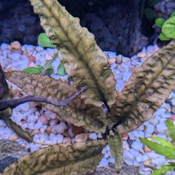 Aquarium Plants 