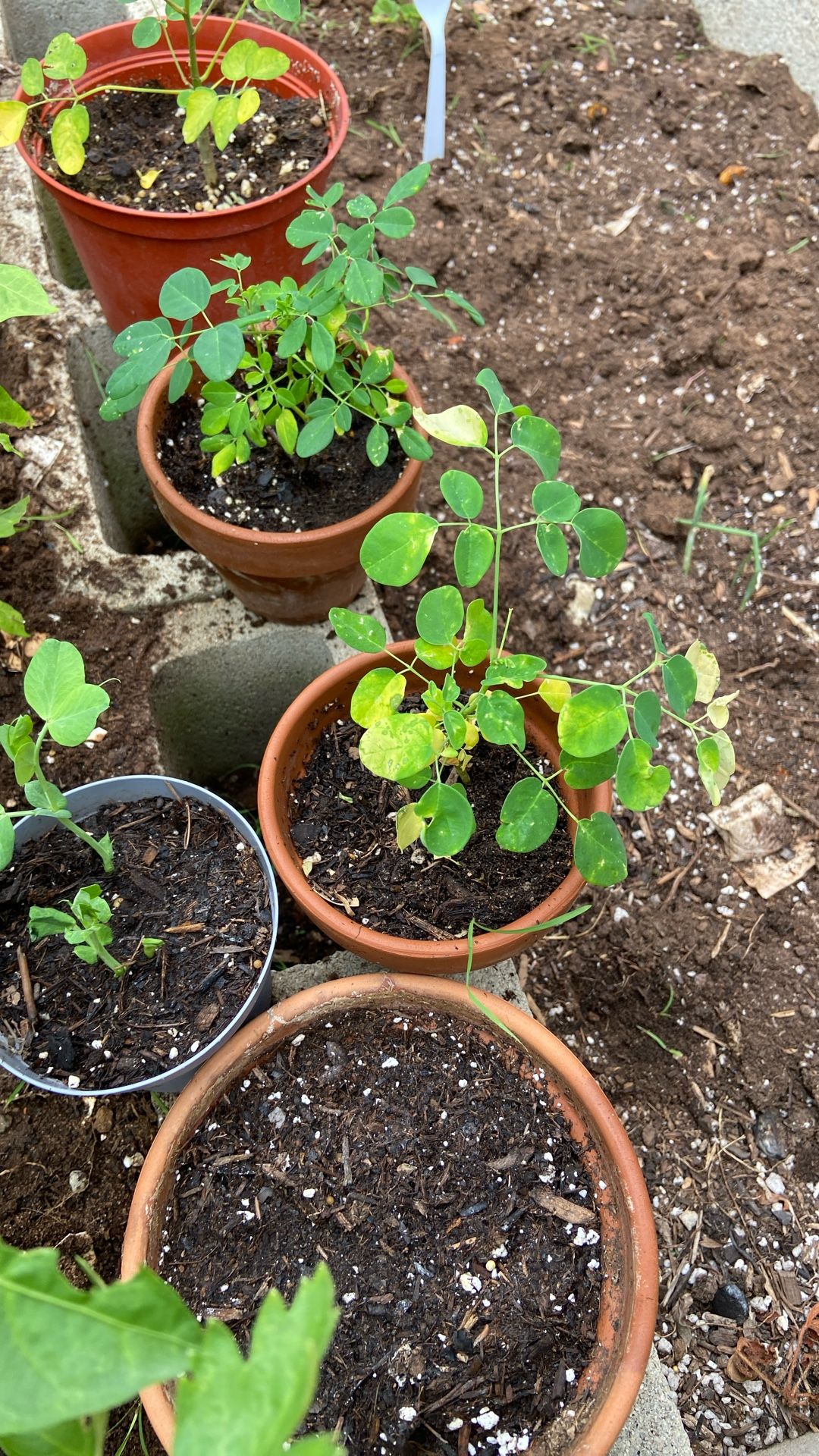 Beautiful MORINGA MALUNGGAY Plant Superfood