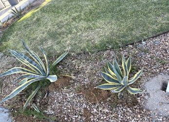 Agave Plants
