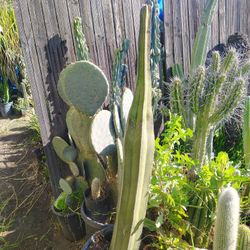 Mexican Fence Post Cactus Plant