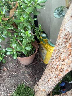 Garden succulents