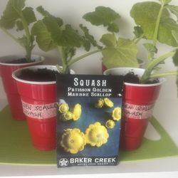 Bright Yellow Scallop Squash Plants
