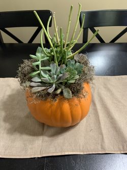 Pumpkin succulent arrangement.