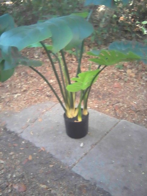 Alocasia Artificial Plant 