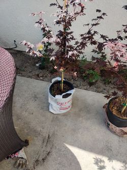 Bloodgood Japanese Maple