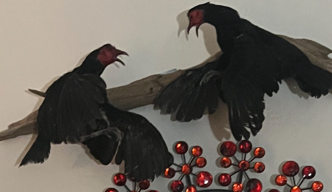 Taxerdermy Game Birds Fighting 