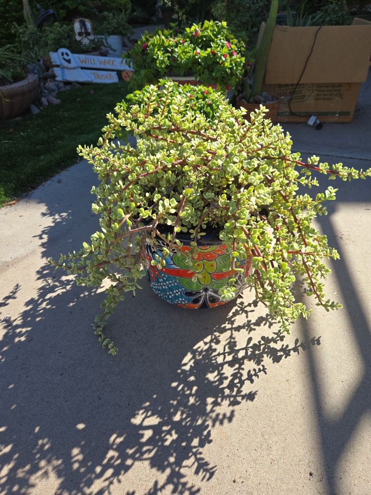 Variegated Elephant Food Plants In New Talavera 10in Pot