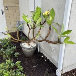Plumeria. White/yellow Flowers