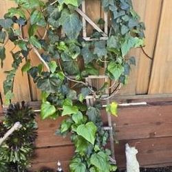 Healthy Algerian Ivy Hedera Canariensis Vine Plant about 12 ft now. Ready for bigger pot and bigger Trellis

Pick up in San Jose 9121 area
