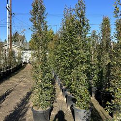 Eugenia Privacy Hedge