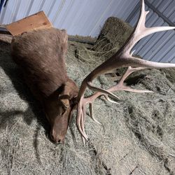 TROPHY ELK HEAD MOUNT