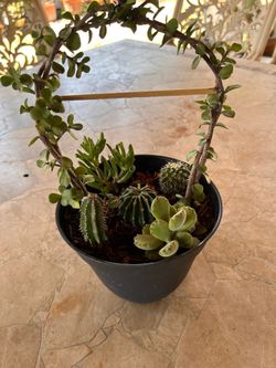 Succulent plant