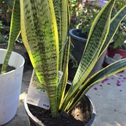 Snake Plants