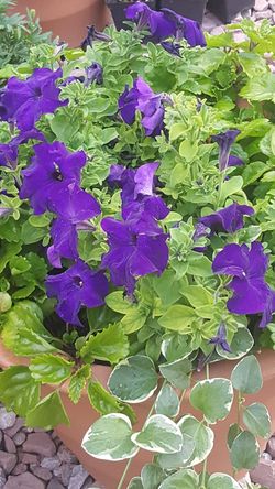 Perennial Geranium Nice green leaf plant