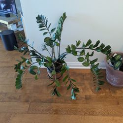 Healthy ZZ Plant