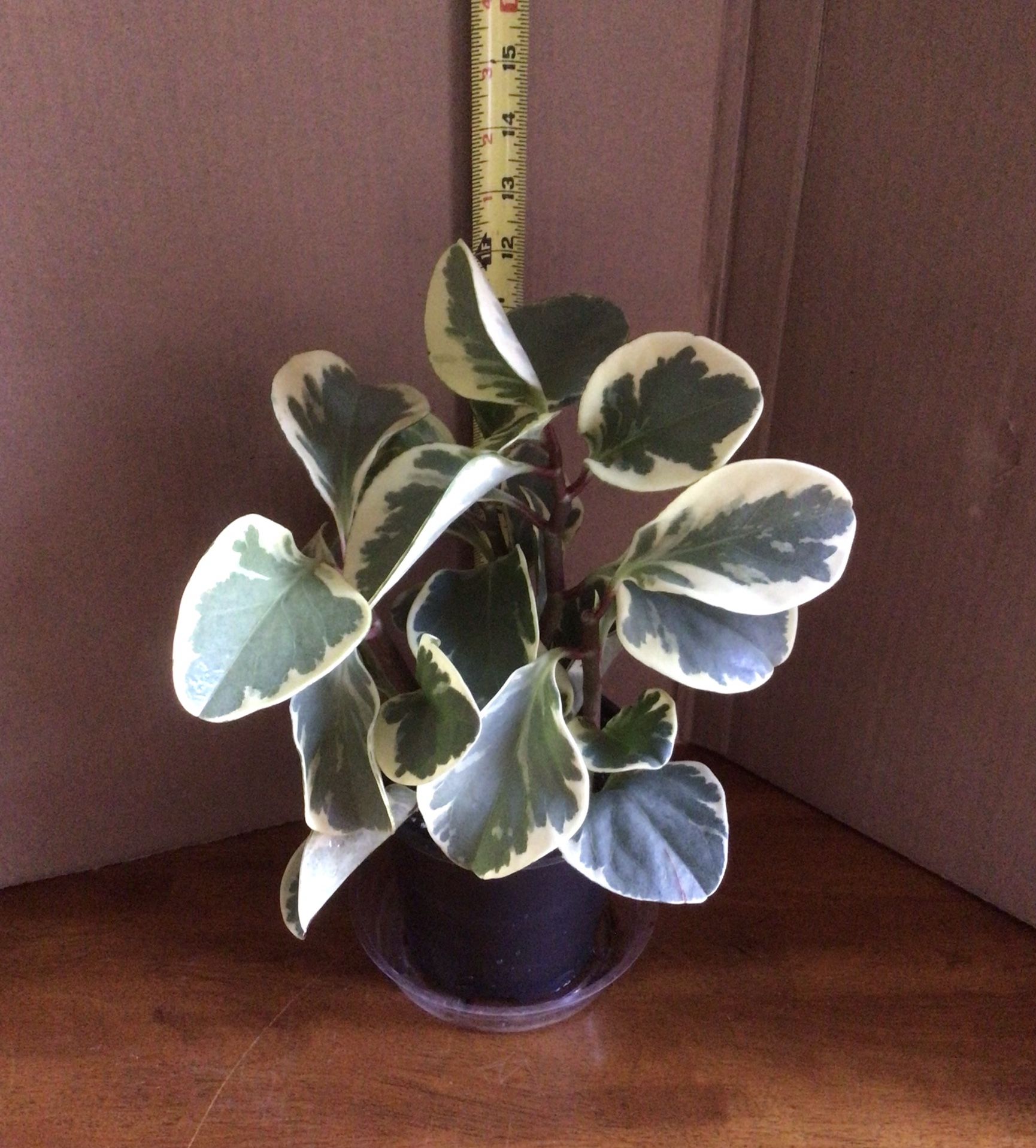 Peperomia Obtusifolia Houseplant 