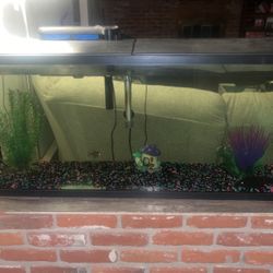 50 Gallon Fish Tank With Fish