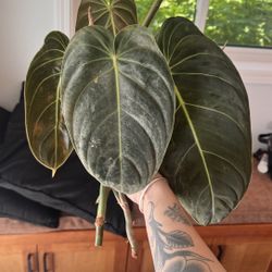 Philodendron melanochrysum cuttings
