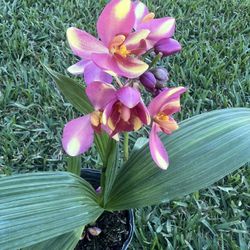 GROUND ORCHIDS ( 1 Gallon Pot) Eye Catching 