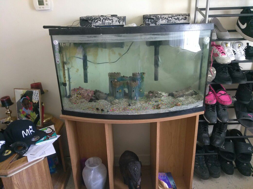 Saltwater Fish tank