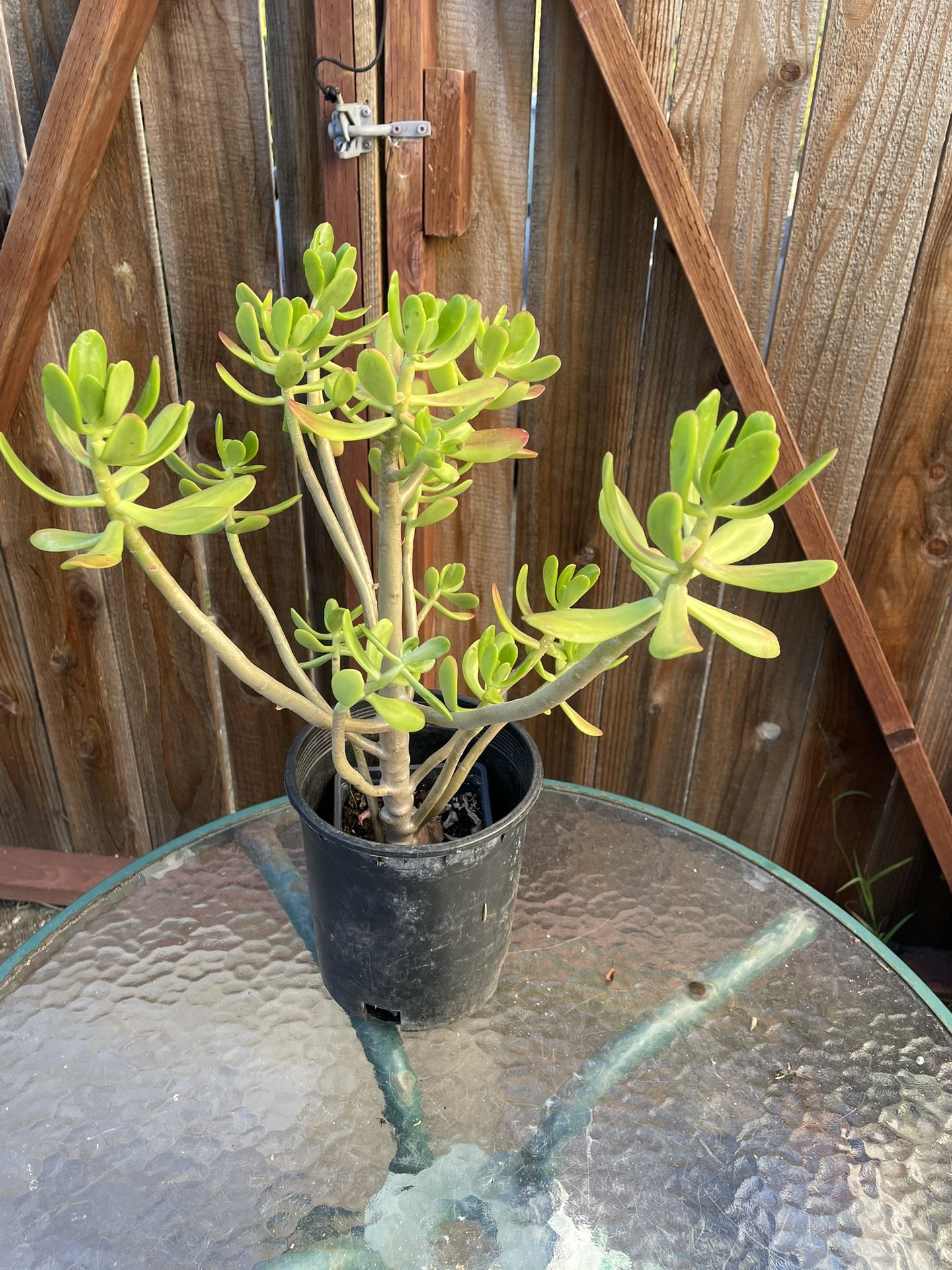 Tree Stonecrop. Succulent Plant Pot