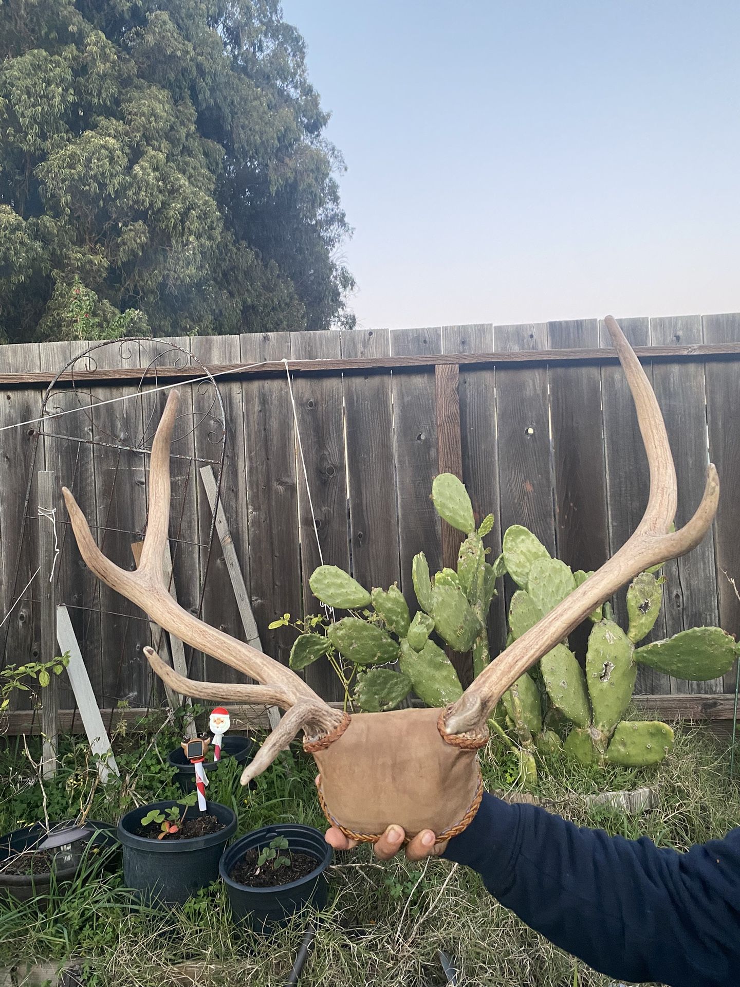 Elk Antlers