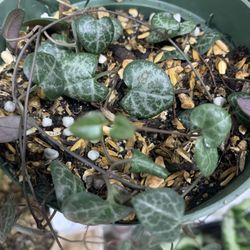 String Of Hearts/ Succulents/exotic Plants/trending Plants/