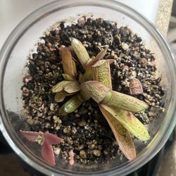 Succulent Plant Terrarium 