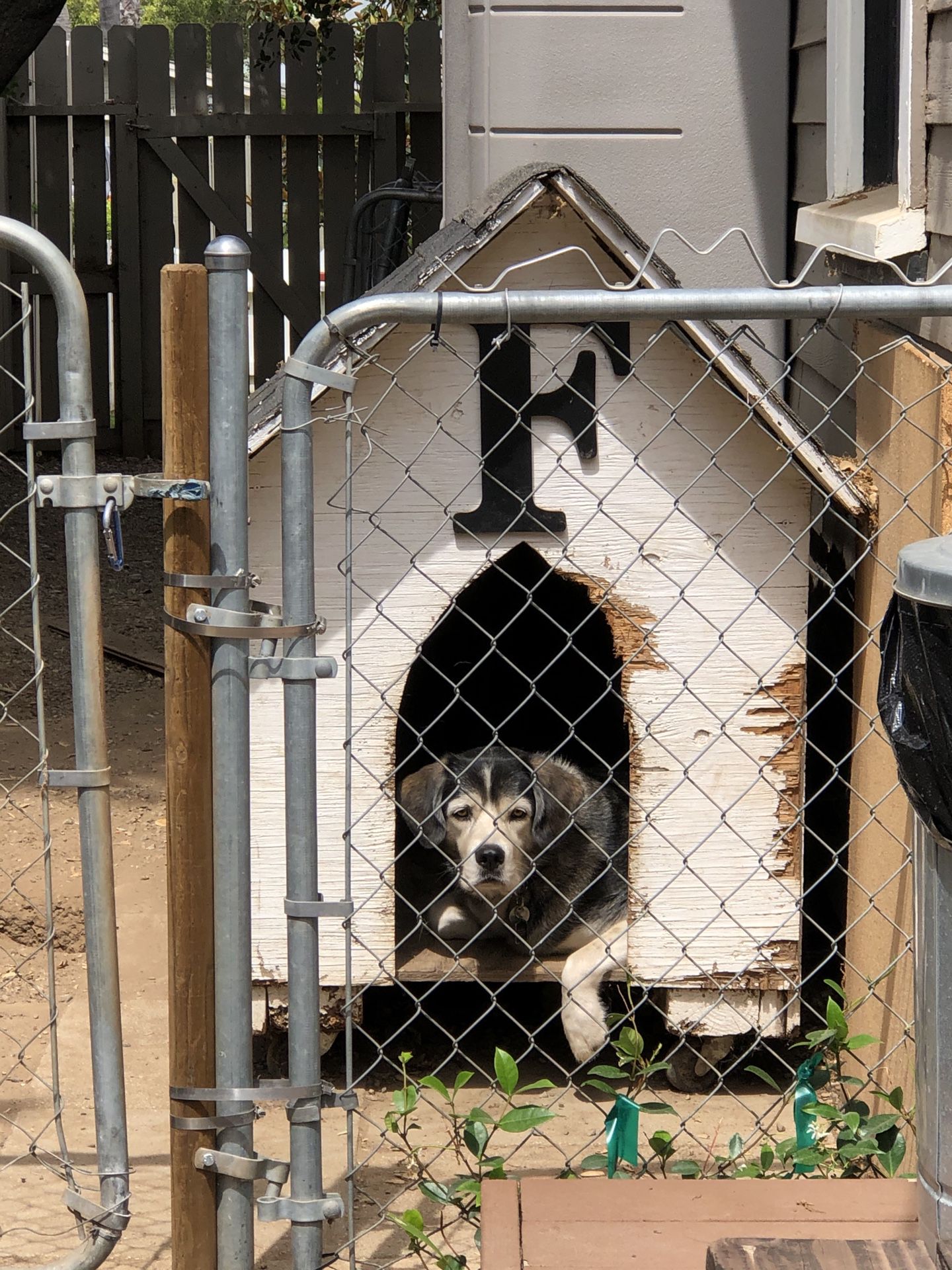 Dog House (dog not included)