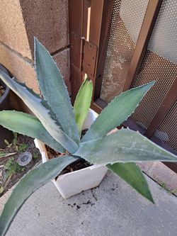 Blue Agave