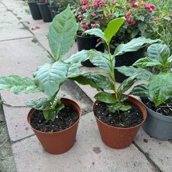 Arabica Coffee 10$ Each