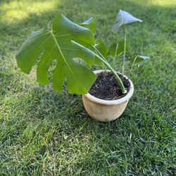Houseplant 