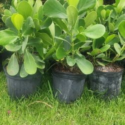 Beautiful Clusias Plants For Privacy!! About 2 Feet Tall!  Fertilized 