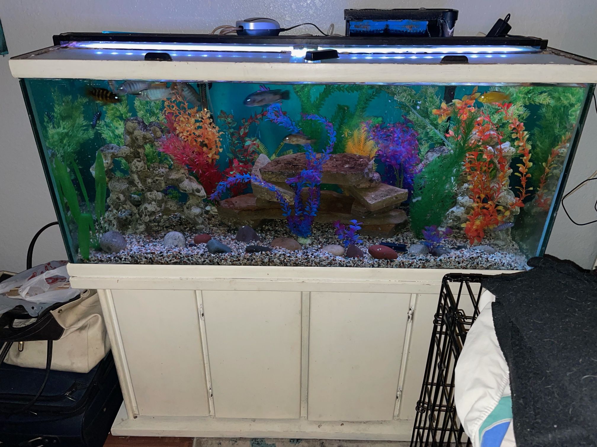 75 G Fish Tank