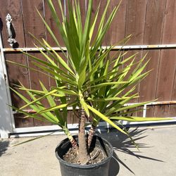 Yuca pie de elefante 