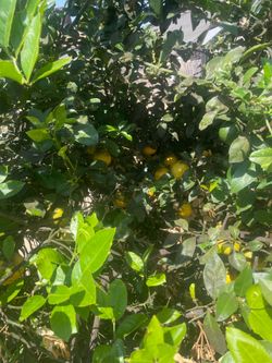 Meyer lemons