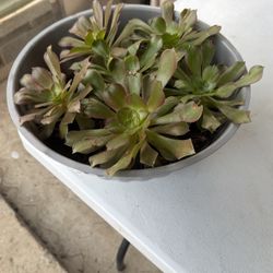 Suculenta 5 Dólares 